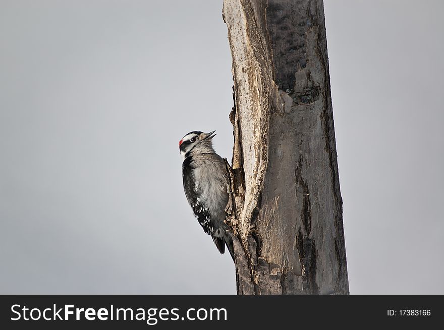 A downy woodpecker (Picoides pubescens) feeds on a dead tree trunk. A downy woodpecker (Picoides pubescens) feeds on a dead tree trunk.