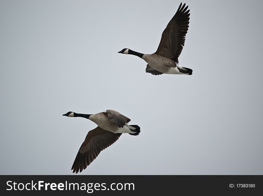 A pair of Canada Geese (Branta canadensis) fly through a grey sky. A pair of Canada Geese (Branta canadensis) fly through a grey sky.