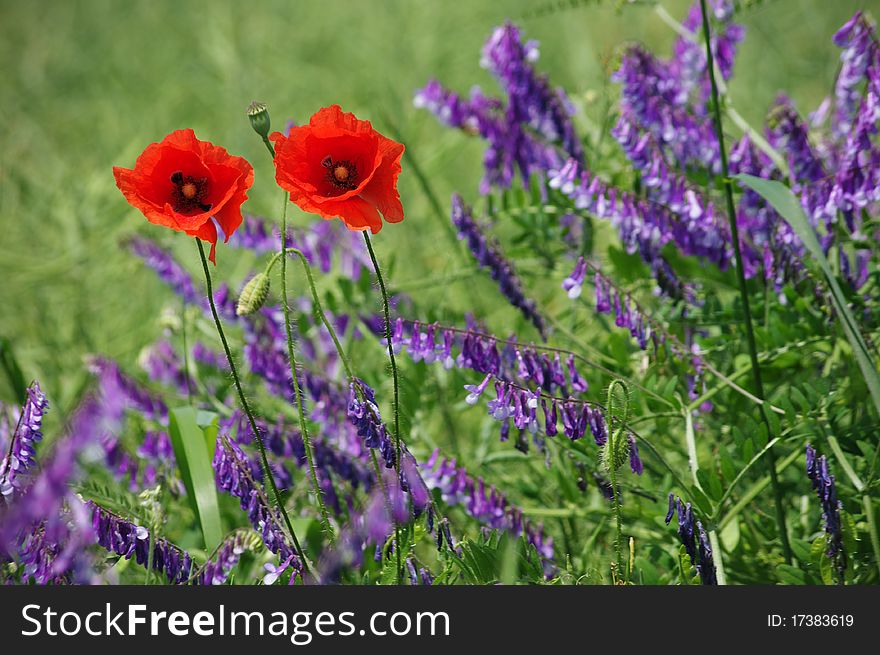 The poppy flowers on blurred background