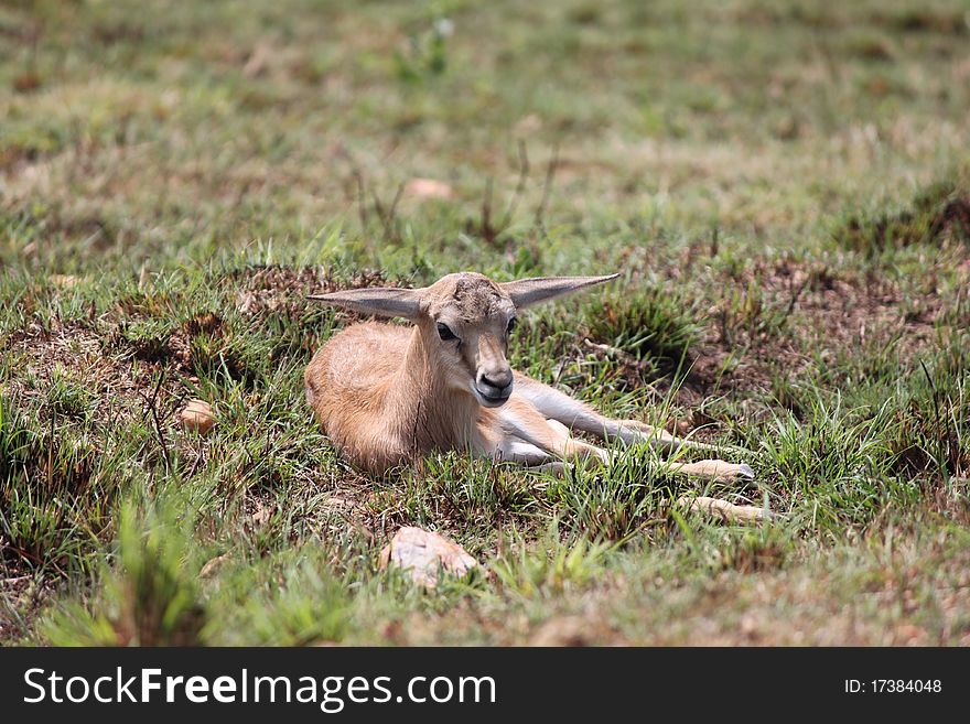 A Young Springbok resting in the field