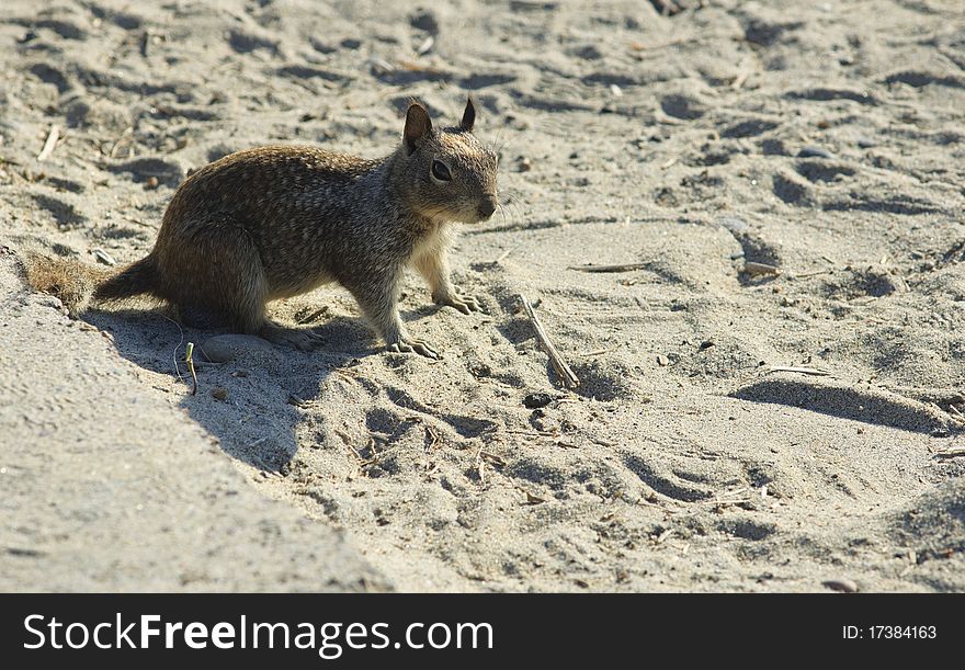 California Ground Squirrel (Spermophilus beecheyi)