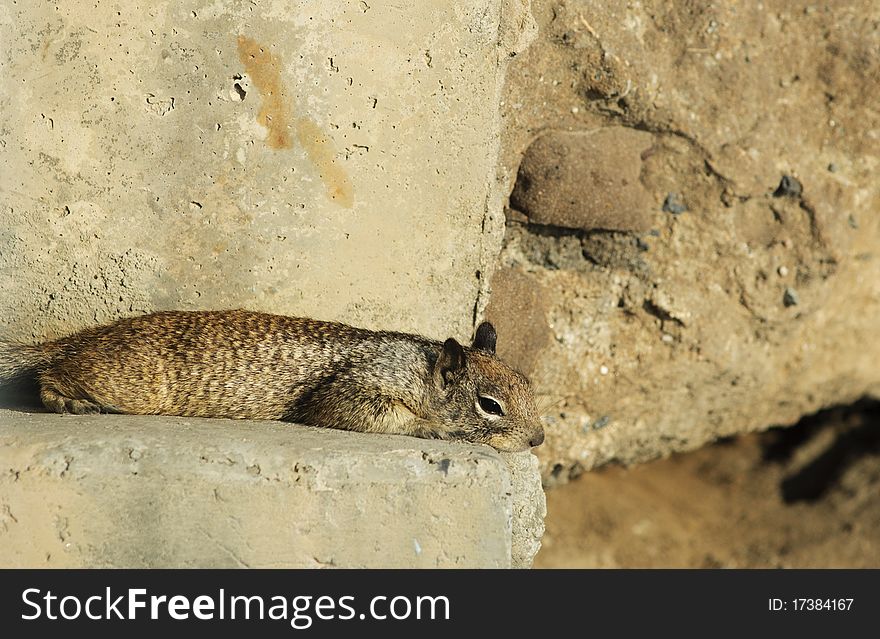 California Ground Squirrel lying (Spermophilus beecheyi)
