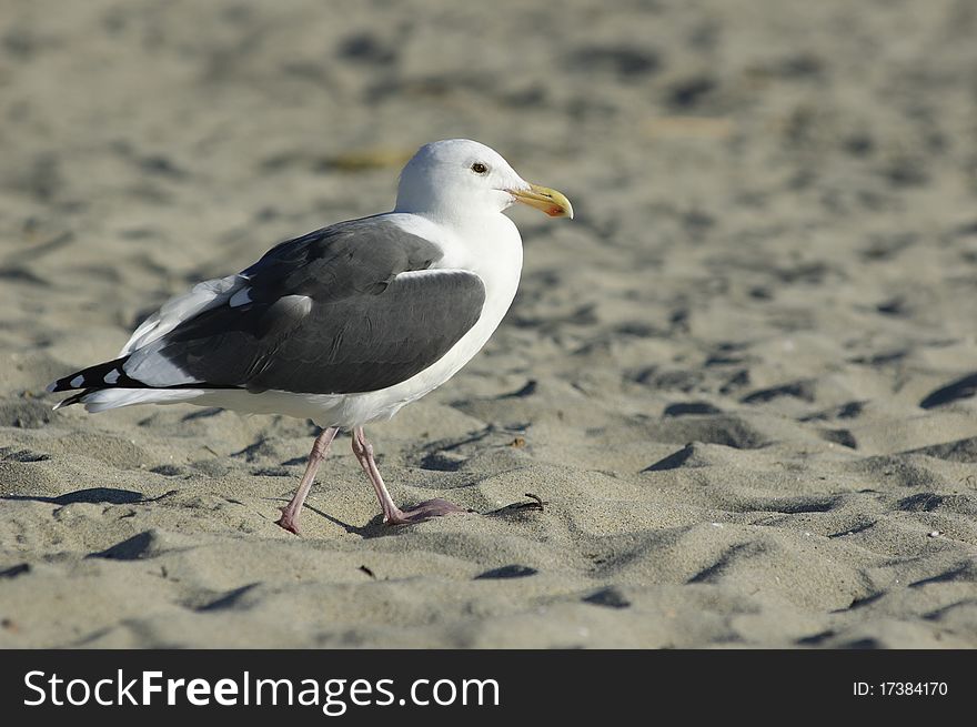 The Western Gull walking (Larus occidentals). The Western Gull walking (Larus occidentals)