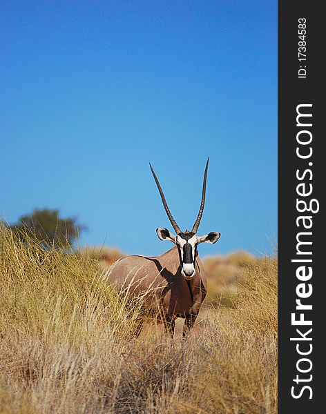 Gemsbok (Oryx gazella) in the Namib desert (Namibia).