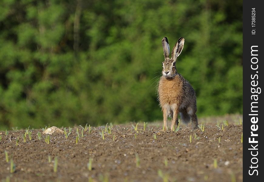 Sitting Hare ( Lepus Europaeus )