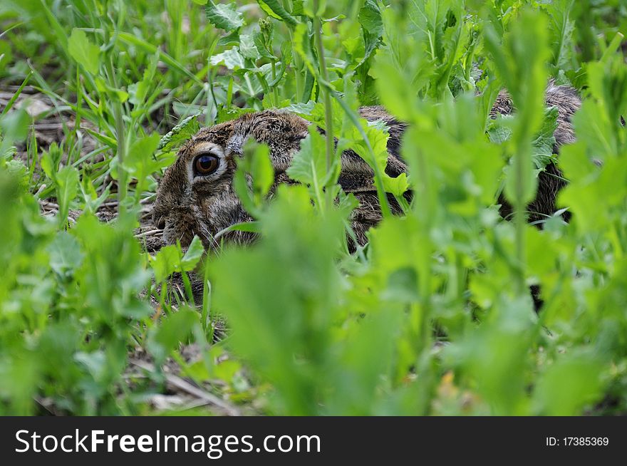 This hare i can shoot in a grassland. This hare i can shoot in a grassland.