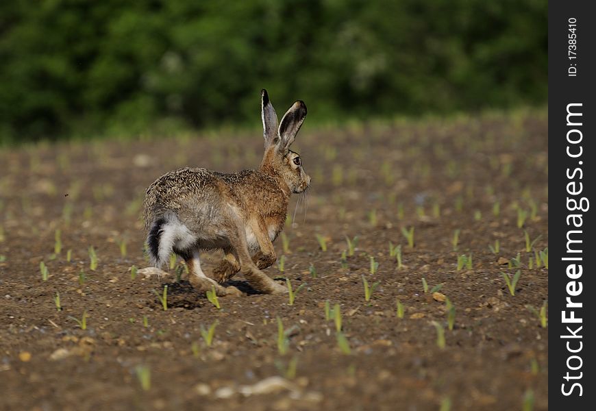 Running Hare ( Lepus europaeus )