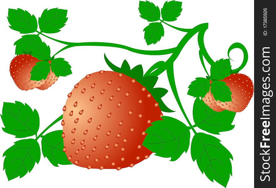 Strawberry berry red green leaves curled