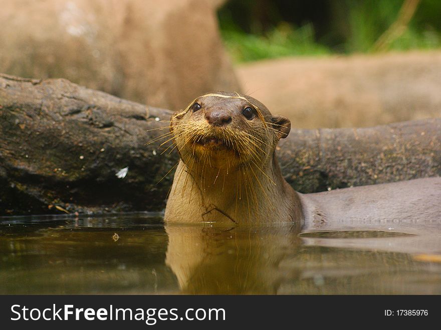 An otter comes out from the water