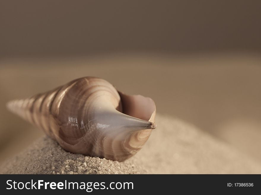 Empty cockleshell on sand, photographing in studio.