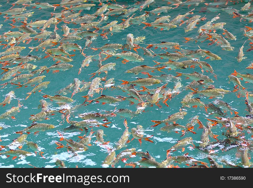 School of red tail fish in green lake