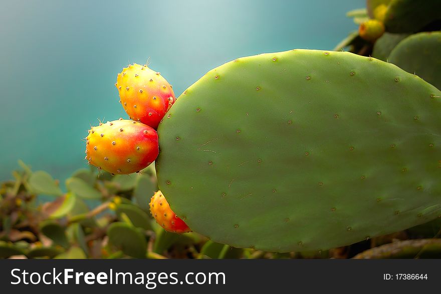 A cactus with mellow Fruits near the Mediterranean See. A cactus with mellow Fruits near the Mediterranean See