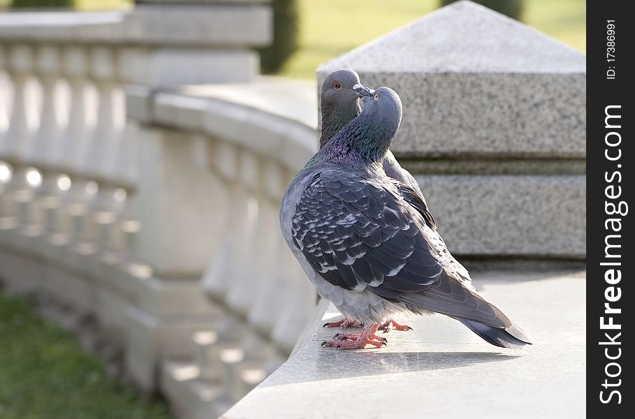 A pair of birds on a rock