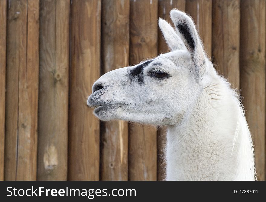 One llama at the zoo