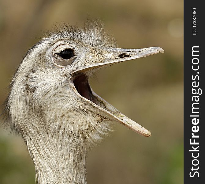 Close up of smiling ostrich