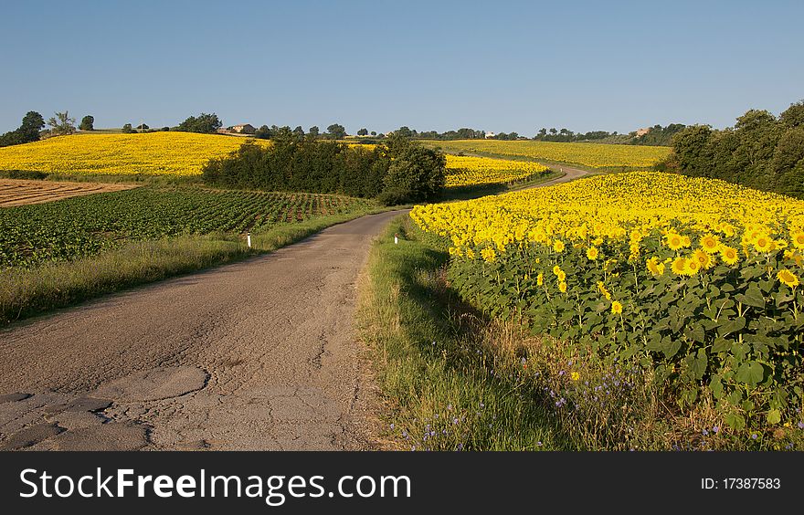 Country road winding through fields of sunflowers in Umbria. Country road winding through fields of sunflowers in Umbria