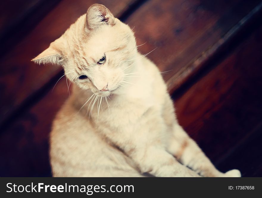 Orange Tabby on Steps