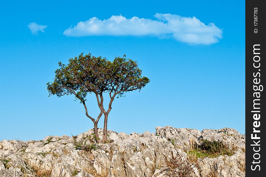 Solitary pine tree on rocky outcrop in Greece. Solitary pine tree on rocky outcrop in Greece