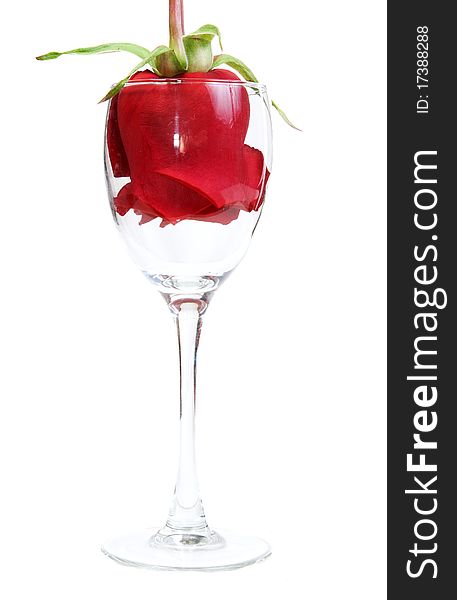 Red Rose in a glass goblet
