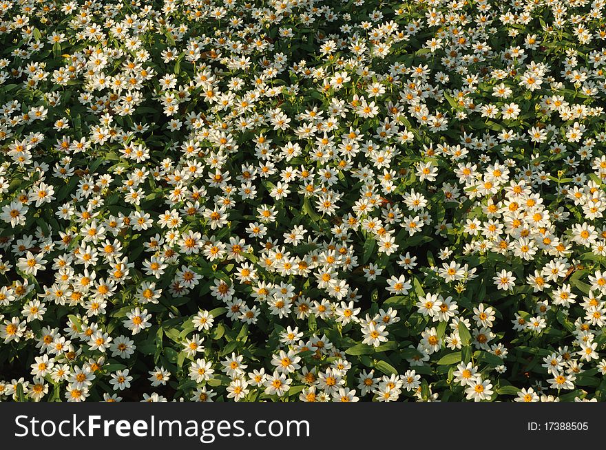 Mexican aster flowers