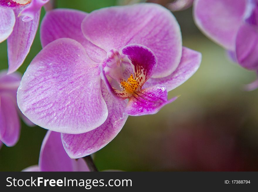 Sprig of orchid in their natural habitat