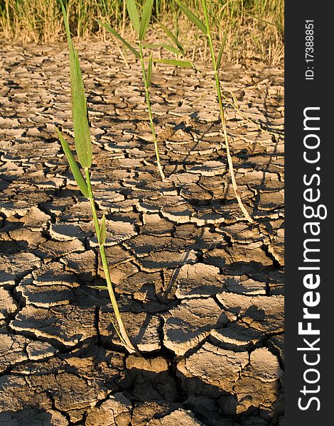 Reeds growing through cracks in the ground