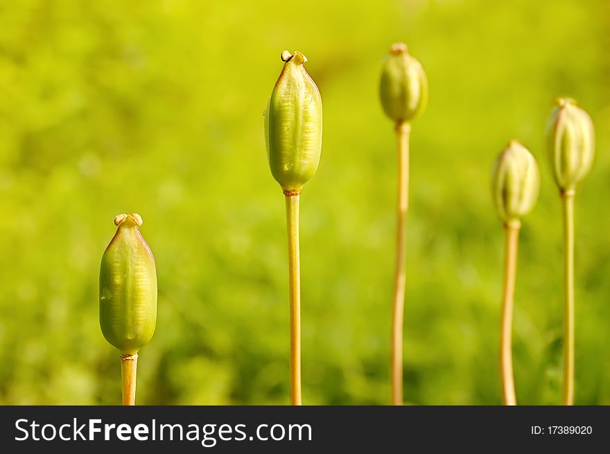Five green unripe poppies on a meadow