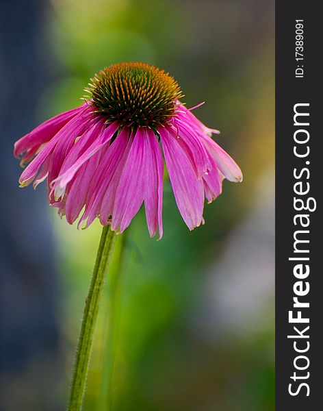 Echinacea Blossom in green field