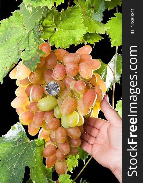 Fine crop of a white grade of grapes. Fine crop of a white grade of grapes.