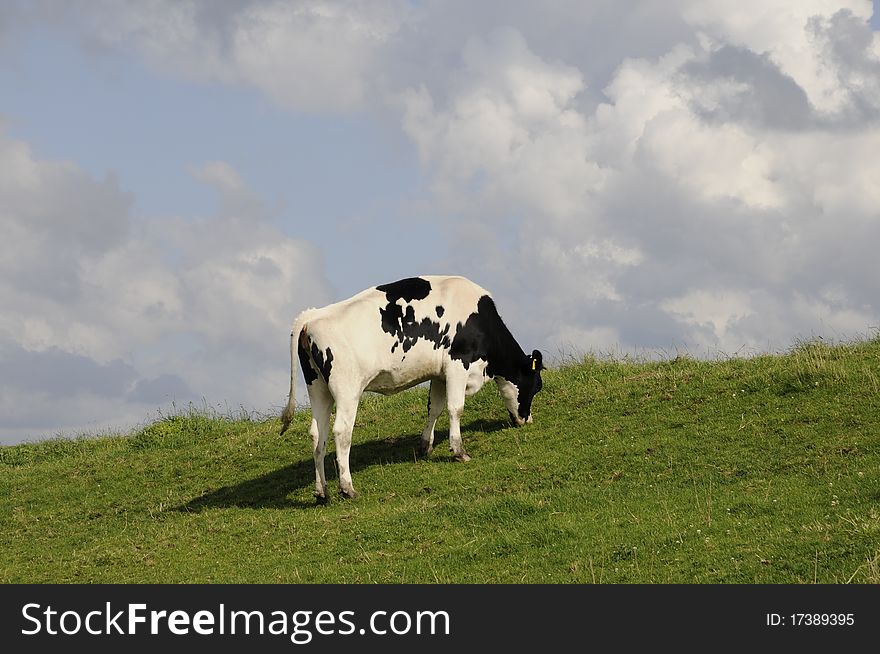 Cow at a meadow, clouds