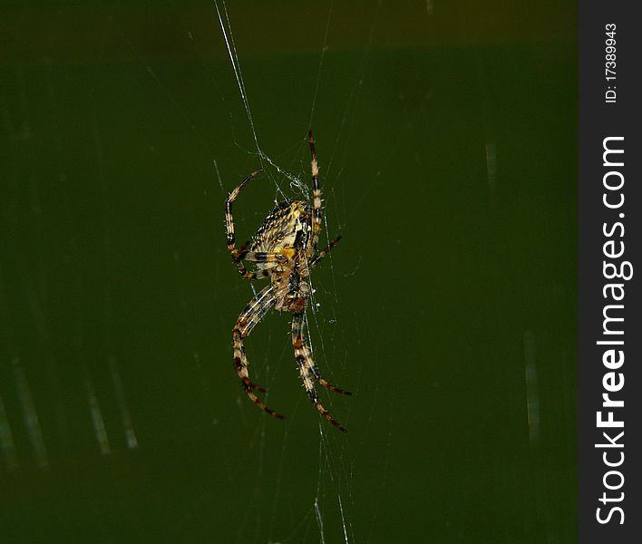 A garden outside spider spins a web in the dark of night, close-up