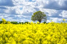 Landscape With Rapeseed Field And Blue Sky Selective Focus Stock Images
