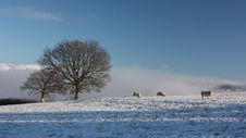 Snow Covered Field With Sheep Stock Photos Snow Covered Field With Sheep Stock Photos