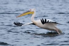 White Pelican Taking Off Stock Photos White Pelican Taking Off Stock Photos