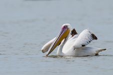 White Pelican On Water Royalty Free Stock Images