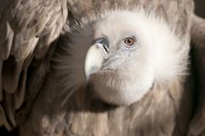 Griffon Vulture Portrait Royalty Free Stock Photos Griffon Vulture Portrait Royalty Free Stock Photos