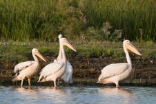 White Pelicans On Shore Royalty Free Stock Image White Pelicans On Shore Royalty Free Stock Image