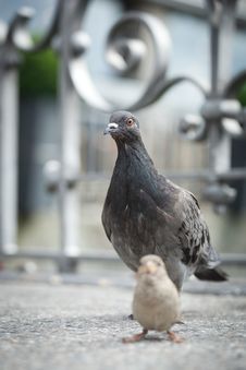 Pigeons On City Street Stock Photo Pigeons On City Street Stock Photo