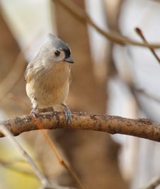 Tufted Titmouse, Baeolophus Bicolor Stock Images