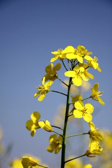Flower Of Colza Royalty Free Stock Photography Flower Of Colza Royalty Free Stock Photography
