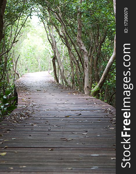 Footpath between mangrove forest