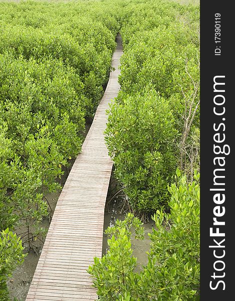 Footpath Between Mangrove Forest