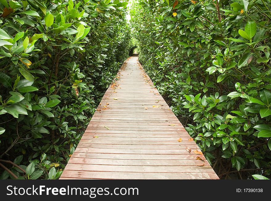 Footpath between mangrove forest at Petchaburi province Thailand