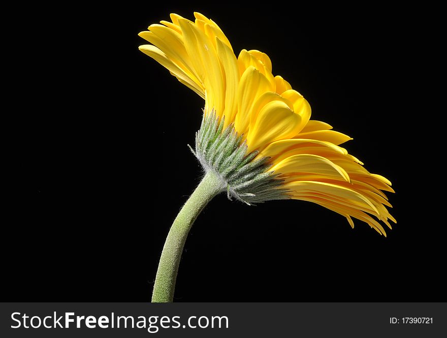 Yellow Gerber flower on stem isolated on black background. Yellow Gerber flower on stem isolated on black background