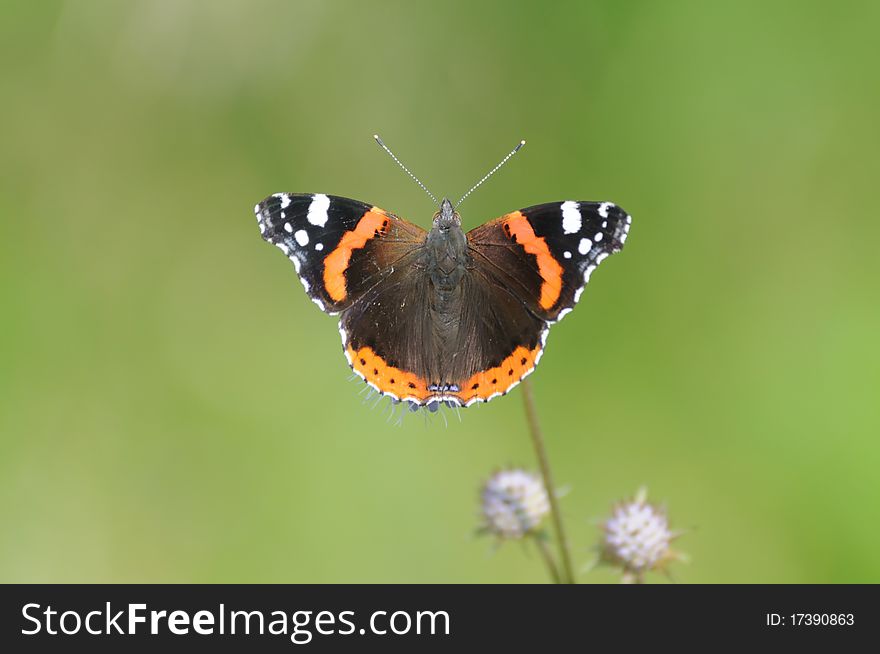 Butterfly Red Admiral