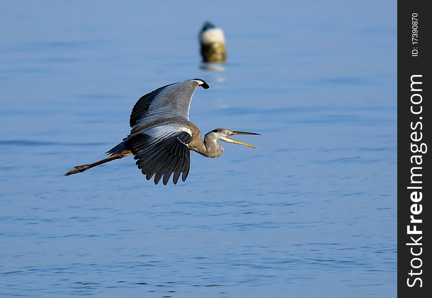 Flying Grey Heron and buoy