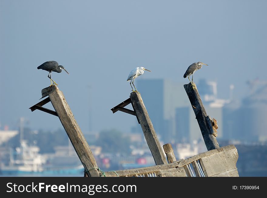 Three Reef Egrets on modern city background