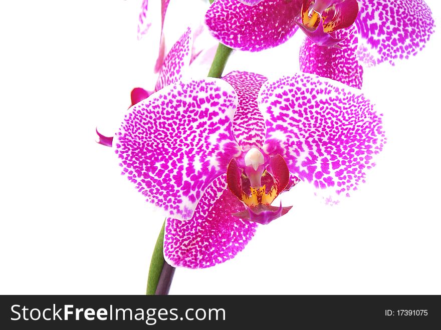 Branch of violet orchid,isolated