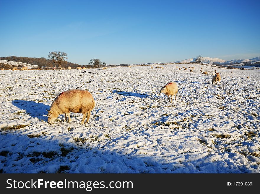 Texel Sheep Grazing in the Snow