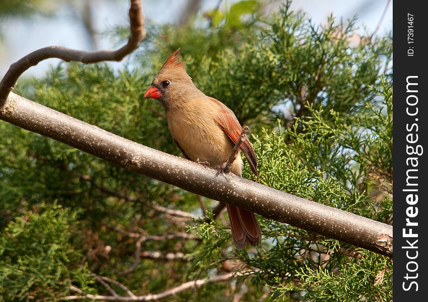 Female cardinal perched in tree